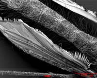 Mosquito's wing.