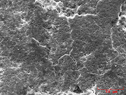 Surface of Chicken egg shell magnified 500 times.