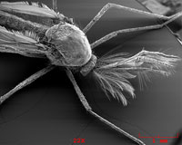 A mosquito.