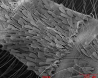 Mosquito's thorax.