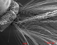 Mosquito's head.