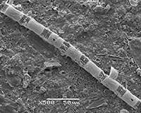 Images of microscopic plankton.
