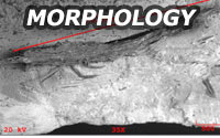 Scanning Electron Microscopy image of analysis of coating material and thickness measurement in mm, illustrating the topographical capabilites and the morphology of a sample