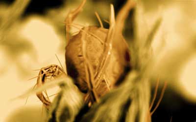 moss mite